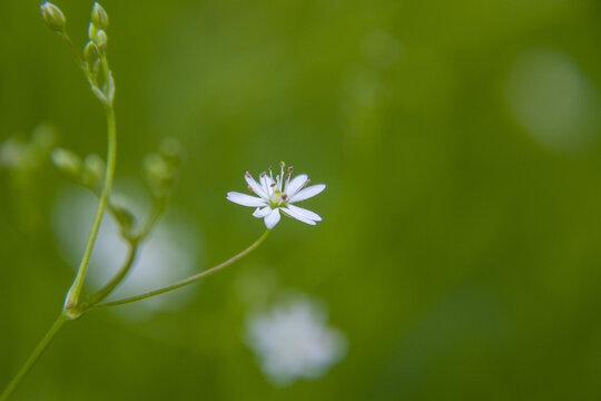 沼生繁缕花