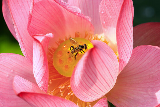 花蕊