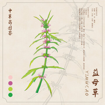 益母草草药图鉴