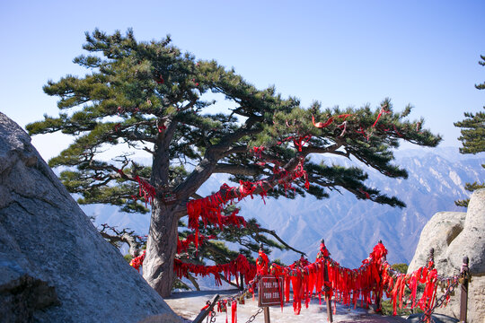 华山劲松与祈福红丝带