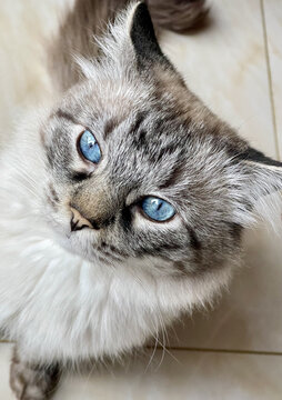 蓝眼长毛重点色布偶山猫花纹猫咪可爱抬头照