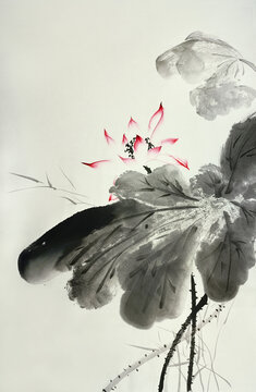 荷花国画