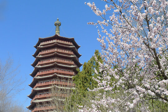 北京园博园春天景观