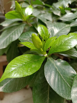 栀子花花苞