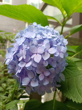 蓝色无尽夏绣球花