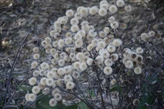 白色绒球状野花特写
