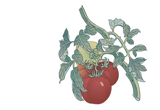 枝上红番茄手绘插画