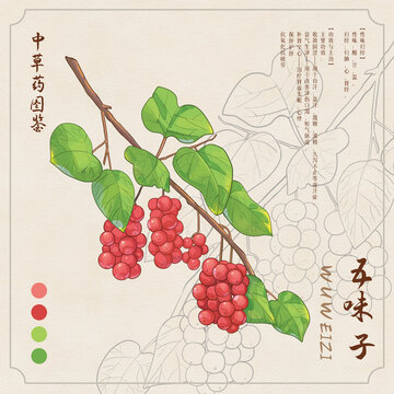 五味子草药图鉴
