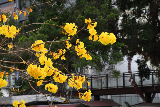 广东东莞黄花风铃木
