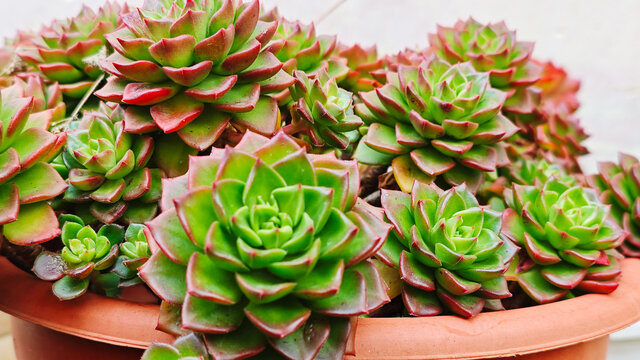 多彩饱满的盆栽多肉植物