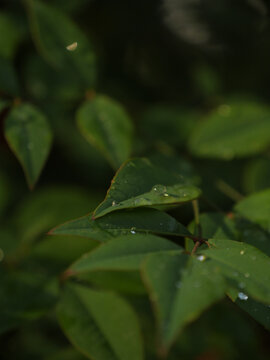 树叶上的水珠叶子特写