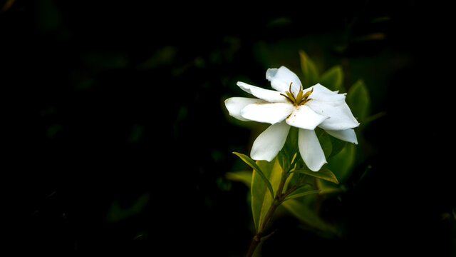 栀子花