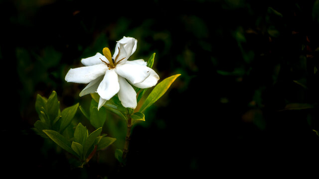 栀子花