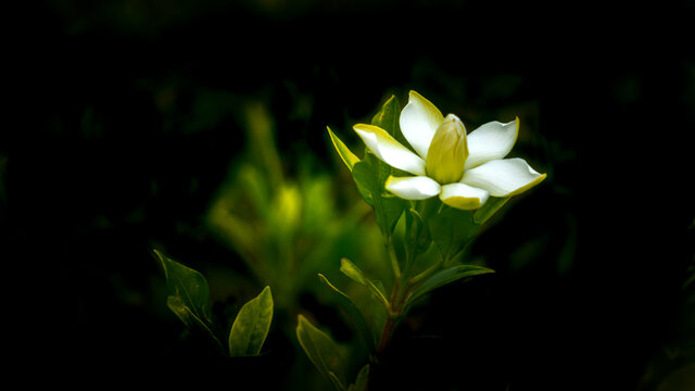 栀子花