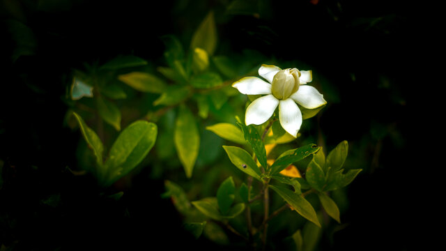 栀子花