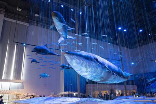 室内悬挂的海洋生物模型
