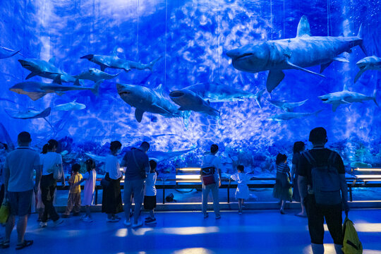 水族馆内鲨鱼与游客同框