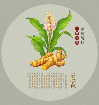 姜黄中药材水彩手绘