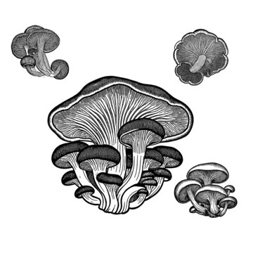 矢量平菇
