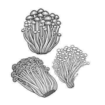矢量金针菇