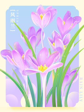 风雨兰兰花阳光花卉花朵春天花纹插画