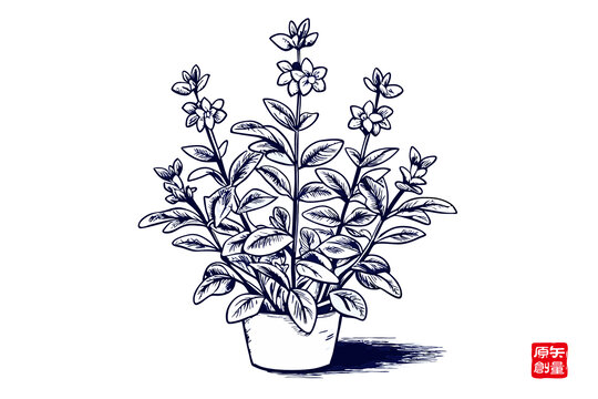手绘盆栽花卉植物水仙花图案