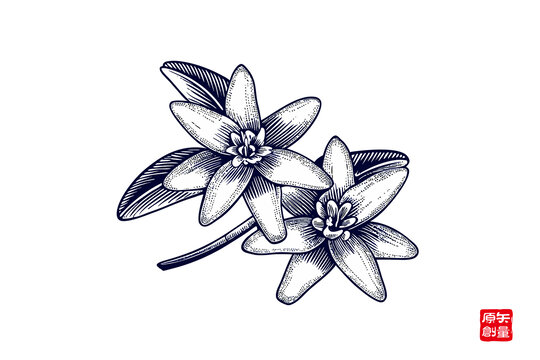 手绘双花植物图案茉莉花设计