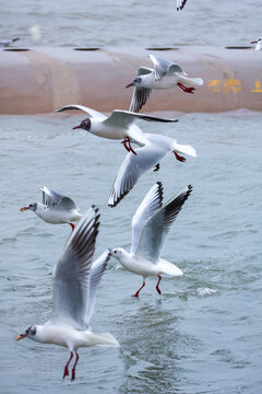 海面上飞翔的灵动海鸥