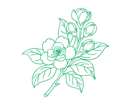 线描茉莉花