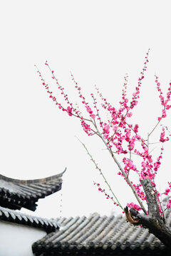 中式屋檐旁的艳丽梅花