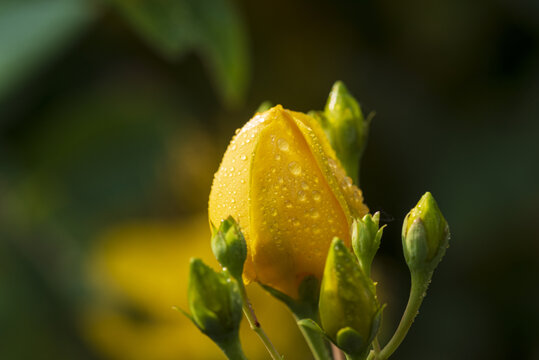 金丝桃花花苞