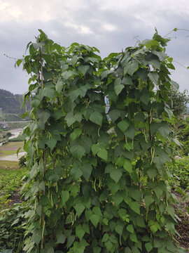 四季豆种植与瓜架