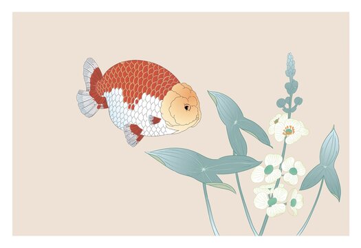 兰寿金鱼伴花的清新插画