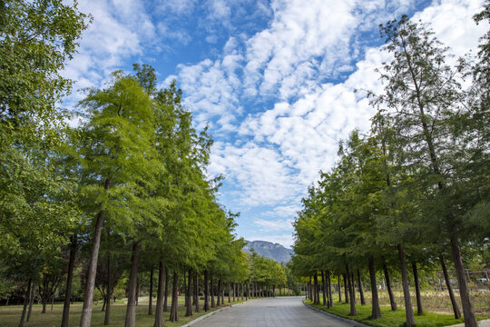 林荫道