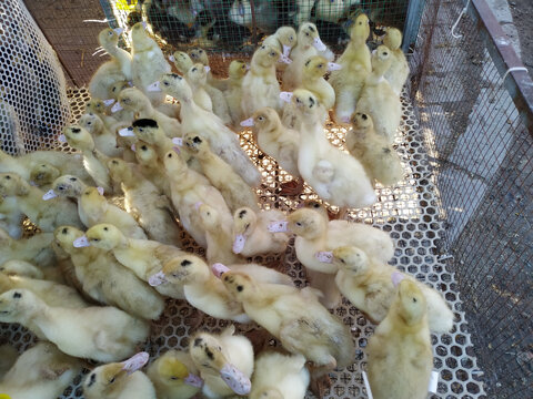 围栏里的一群小黄鸭