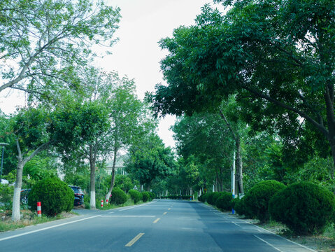 绿树成荫的静谧林荫道路
