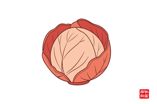 手绘卡通卷心菜插画