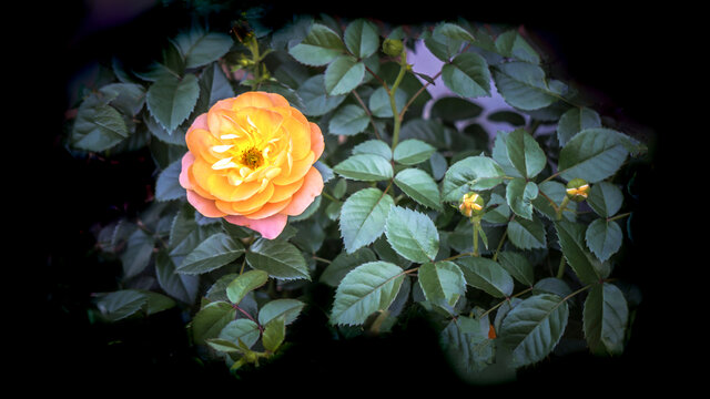 月季花