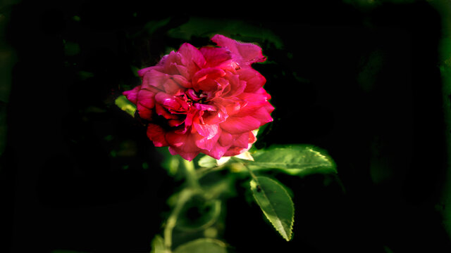 月季花
