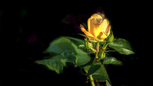 月季花