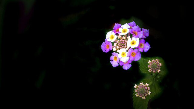 绣球花