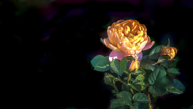 月季花