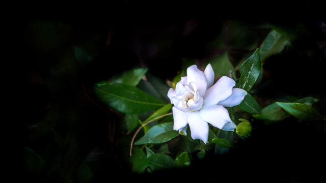 栀子花