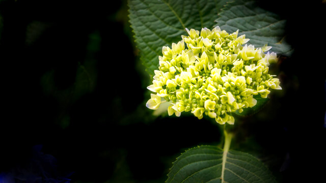绣球花