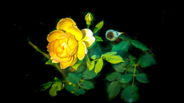 月季花