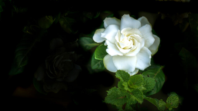 月季花