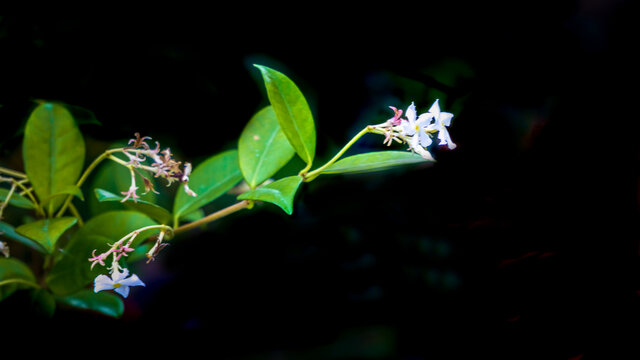 络石花