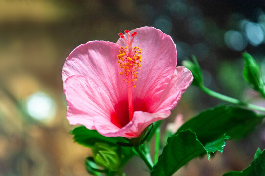 春天公园里盛开的朱槿花扶桑花