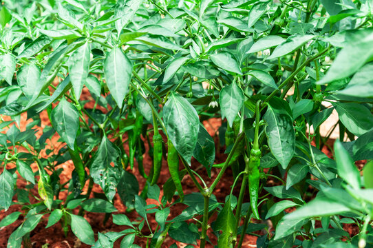 菜地里丰收的青辣椒