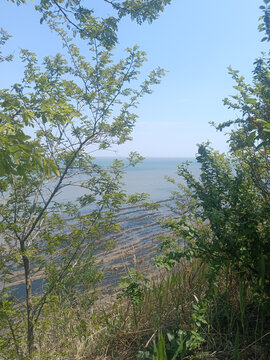 绿荫下的辽阔海景风光